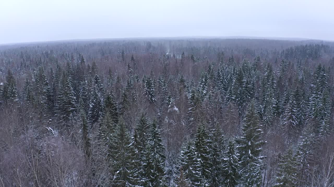 冬天被雪覆盖的针叶林。总体规划。视频素材