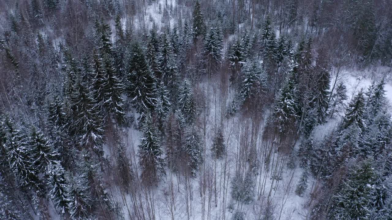 冬天雾中，针叶林里积雪覆盖的树梢。视频素材