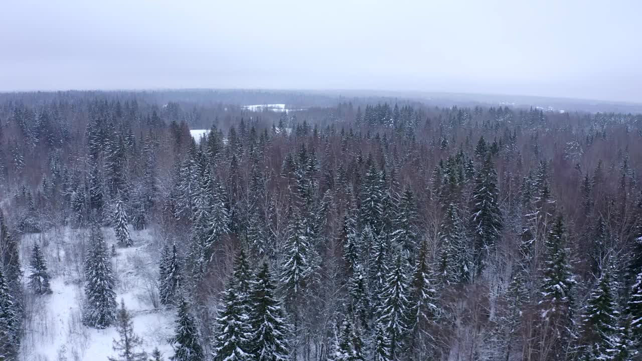 在冬天的大雾中，针叶林里的树顶被雪覆盖视频素材