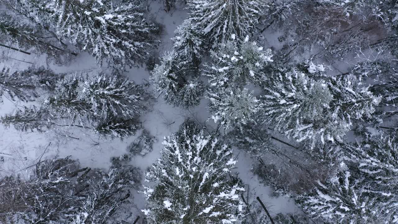 松树的顶部视图，树顶覆盖着雪变成了一个年轻的森林视频素材