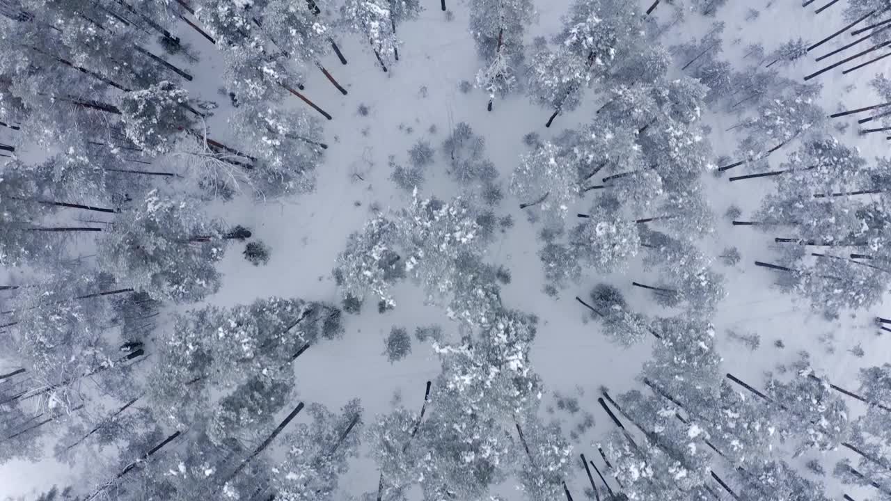 雪中年轻针叶树顶部的俯视图视频素材