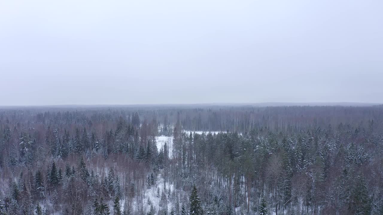 雾在多云的天空和雪针叶林与树顶覆盖在冬天的雪。视频素材