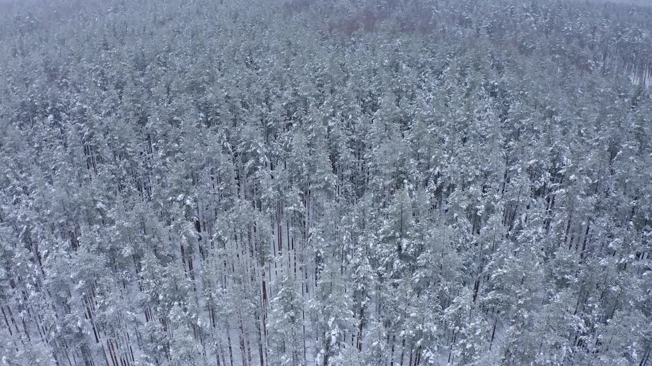 在一个寒冷的冬天，从树梢上看到覆盖着白雪的年轻松树林视频素材