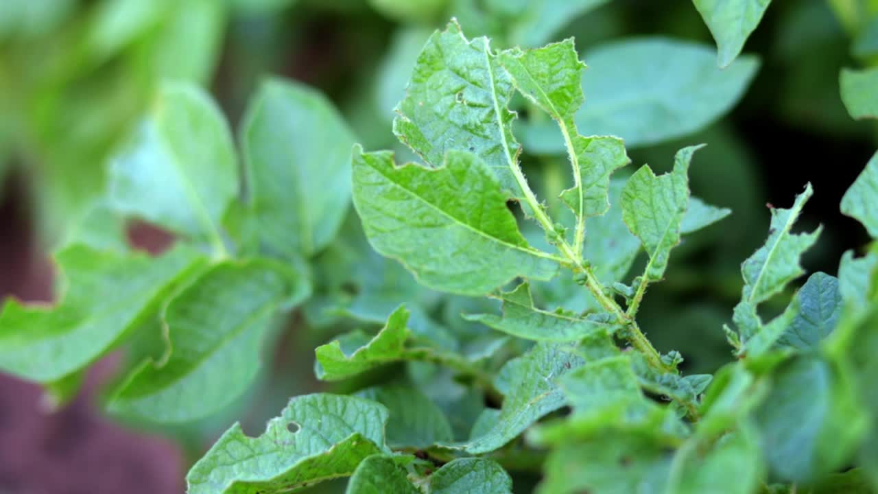 被科罗拉多条纹甲虫幼虫破坏的马铃薯叶子的特写。Leptinotarsa Decemlineata。花园阳光下马铃薯害虫严重。科罗拉多马铃薯寄生虫的幼虫吃叶子。视频素材