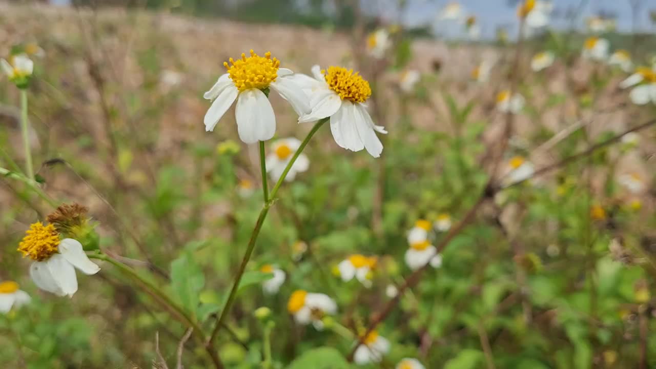 花视频下载