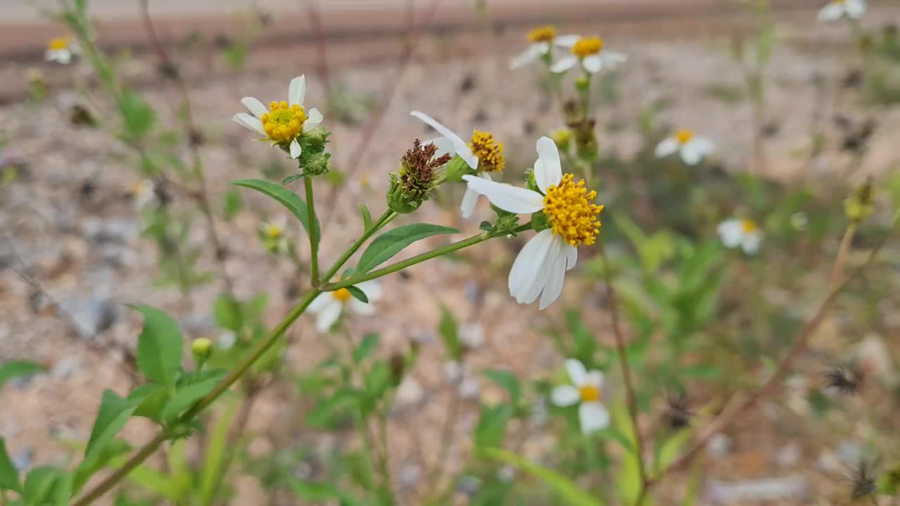 花视频素材