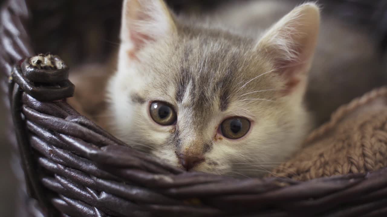 一只可爱的浅灰色小猫躺在篮子里的肖像。视频素材