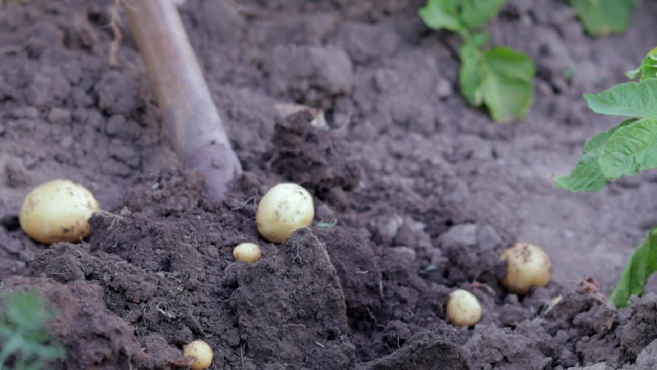 夏日，地上新鲜的有机土豆。从土壤中收获土豆。在肥沃的棕色地面上低角度挖或收获的土豆。种植食物的概念。视频素材