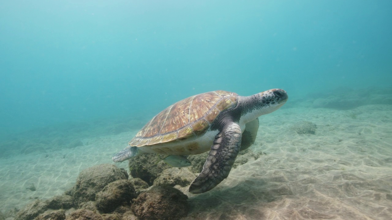 海龟在海底游泳视频素材