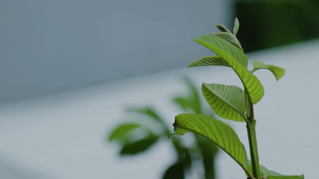 番石榴的嫩枝在雨天的风中摇曳，呈现出新鲜的绿色视频素材