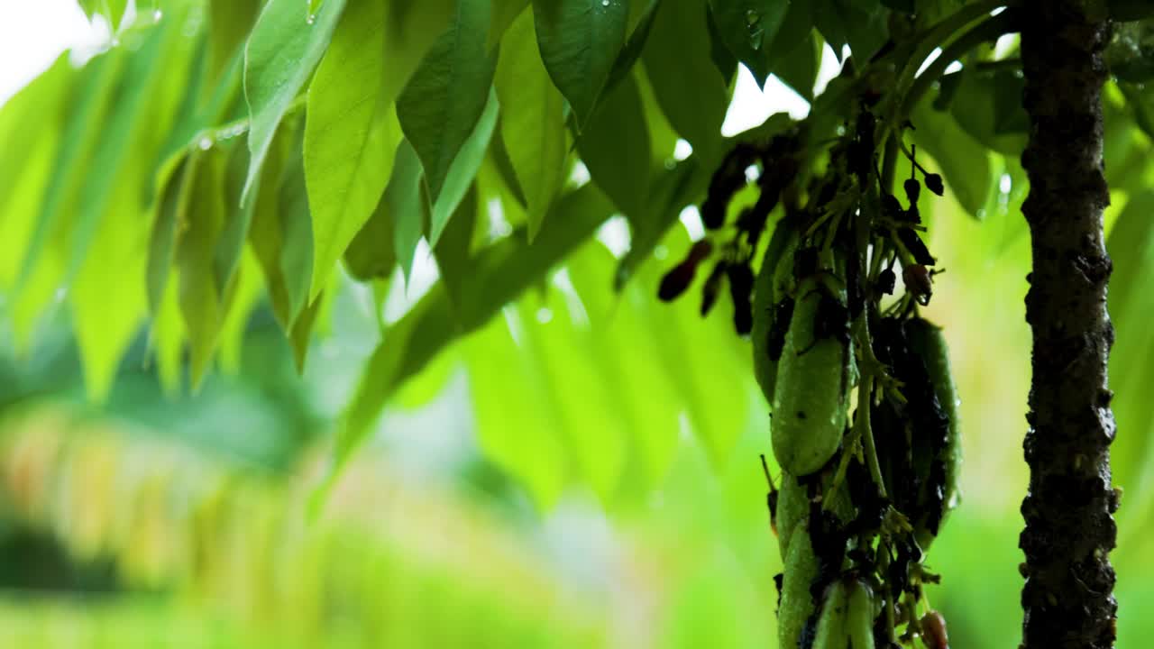 这种植物在雨水的照射下结出果实视频素材