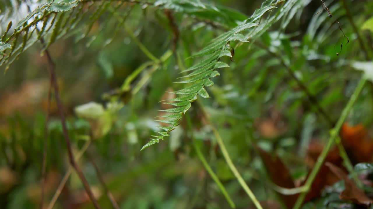 近距离的大绿色灌木蕨类植物长羽状叶在雾森林视频素材