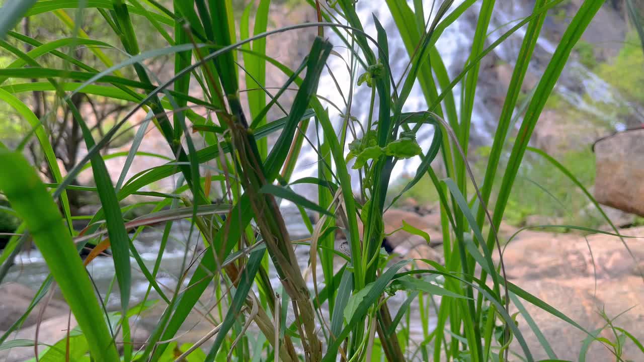 在热带雨林的淘坝瀑布游览美丽的瀑布视频素材