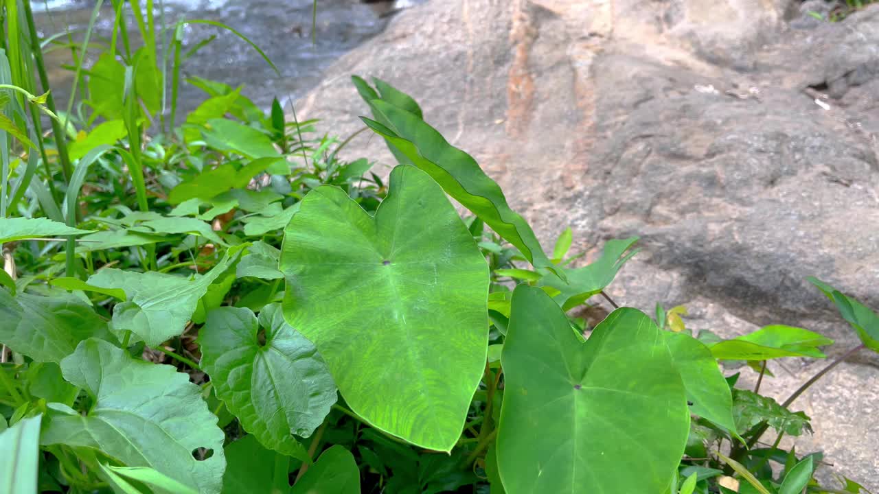 在热带雨林的淘坝瀑布游览美丽的瀑布视频素材