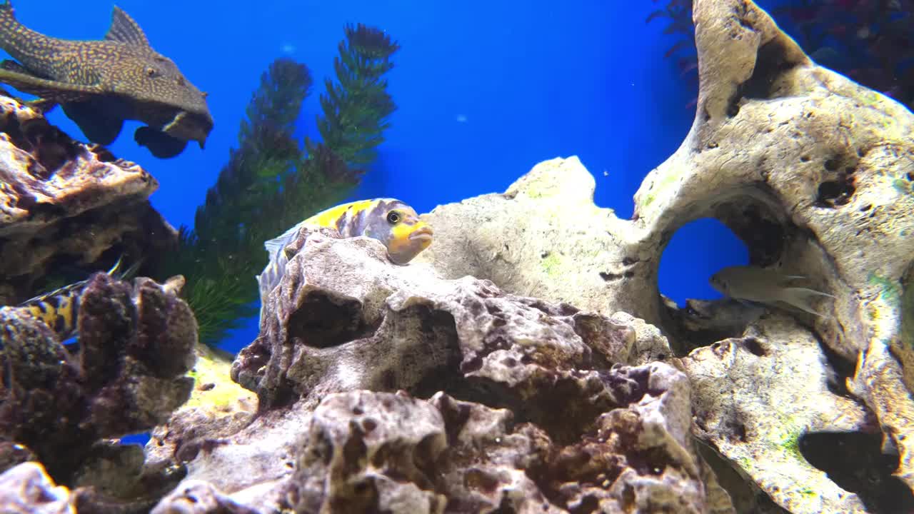 色彩鲜艳的蓝色水族馆，可爱的彩色混合热带鱼。岩石、珊瑚和植物有着神奇的浅色视频素材