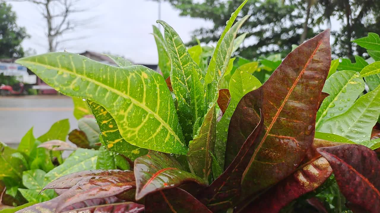 潮湿的年轻，绿色，未成熟的酒葡萄叶在葡萄园里，初夏雨后水滴。视频素材