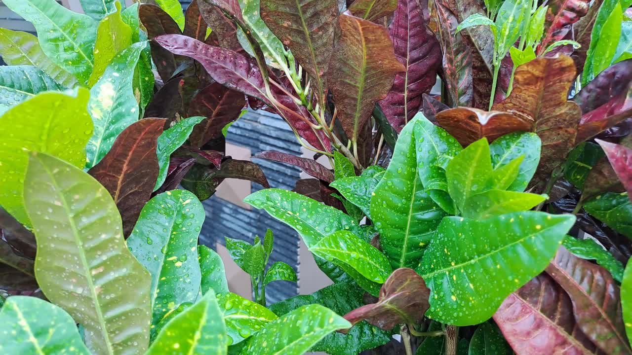 潮湿的年轻，绿色，未成熟的酒葡萄叶在葡萄园里，初夏雨后水滴。视频素材