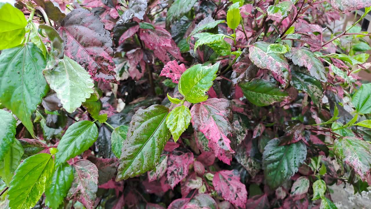 潮湿的年轻，绿色，未成熟的酒葡萄叶在葡萄园里，初夏雨后水滴。视频素材