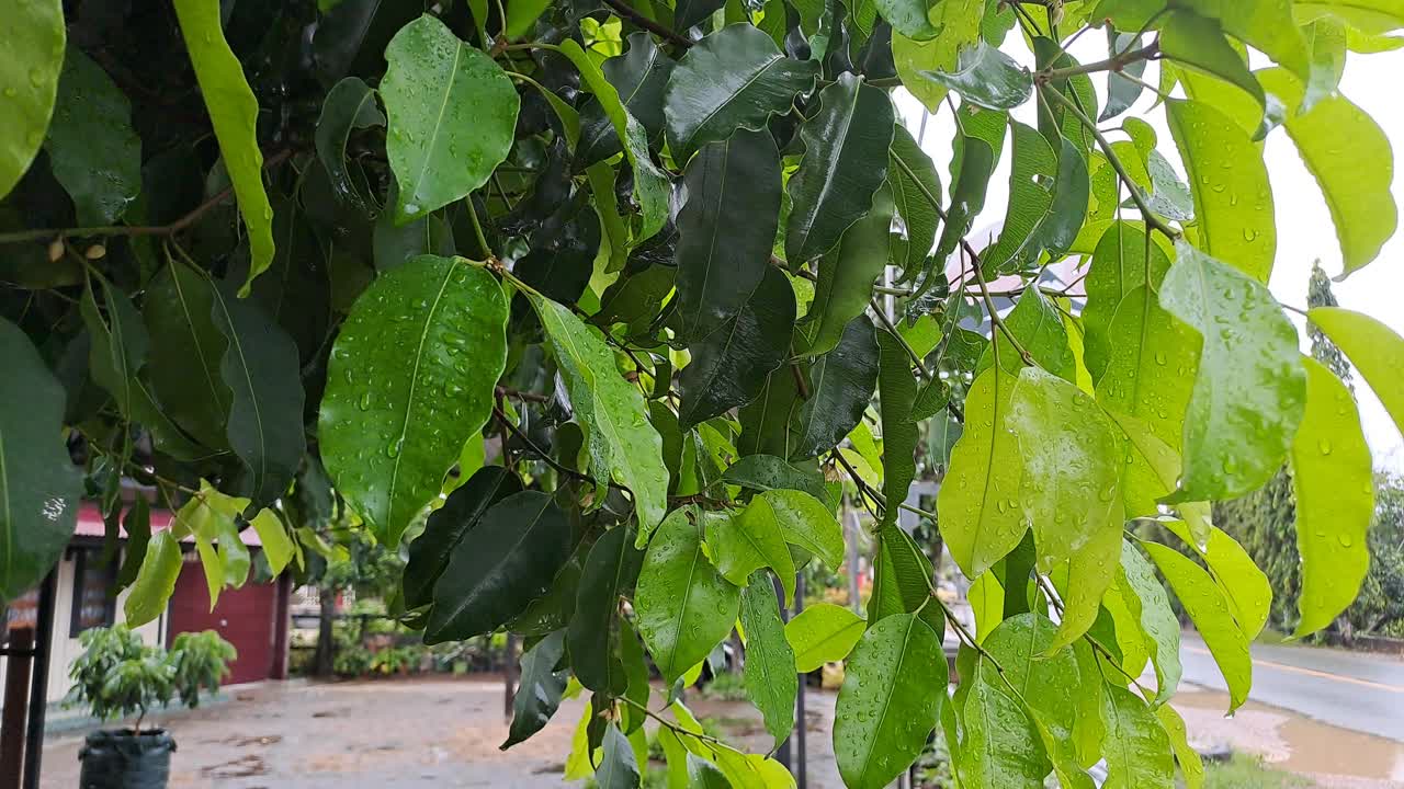 潮湿的年轻，绿色，未成熟的酒葡萄叶在葡萄园里，初夏雨后水滴。视频素材