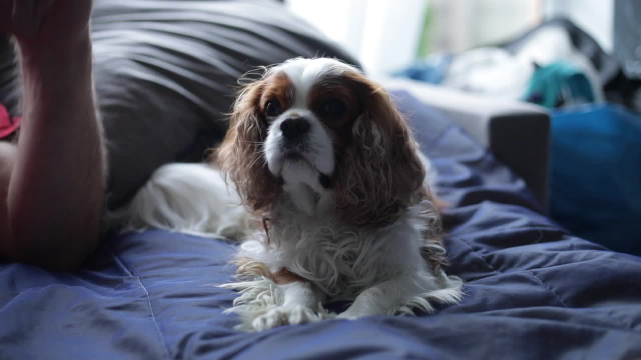 可爱的小西班牙猎犬起床，离开休息的地方在沙发上。漂亮的毛茸茸的小狗躺在柔软的沙发枕头上。骑士查理王猎犬，白色和棕色blenheim。在家放松。视频素材