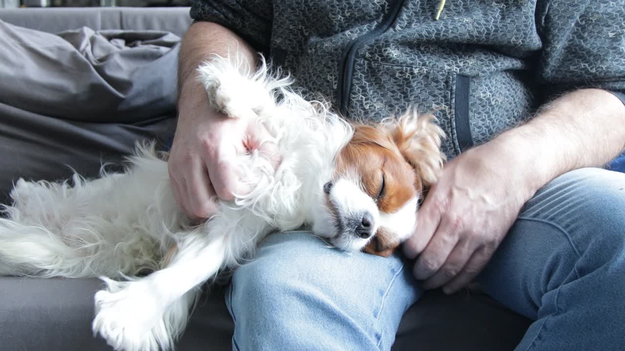 快乐的毛茸茸的西班牙猎犬睡在男性的腿上。镜头放大，特写。成年男子小心地抓挠小狗的身体。骑士查理王猎犬，白色和棕色blenheim。享受休息，爱护动物。视频素材