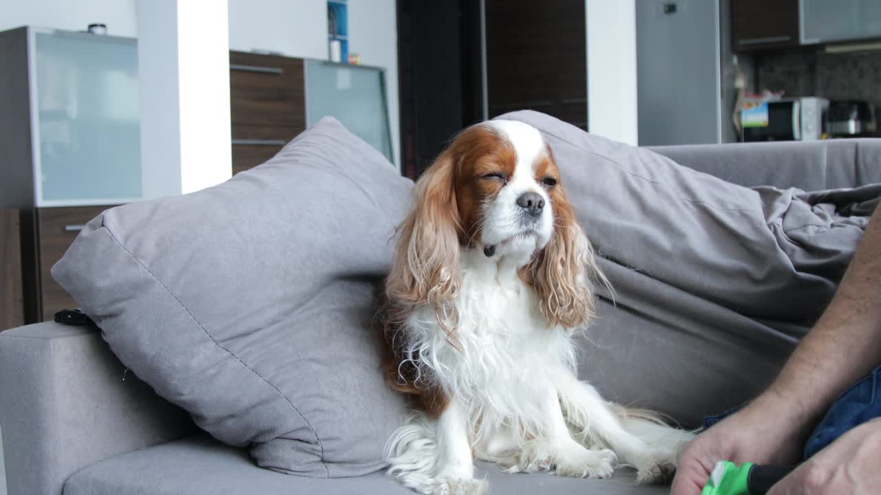 漂亮的毛茸茸的西班牙猎犬坐在沙发上。镜头放大，特写。男子小心翼翼地抚摸小狗。骑士查理王猎犬，白色和棕色blenheim。照看好狗。室内休息，动物护理。视频素材