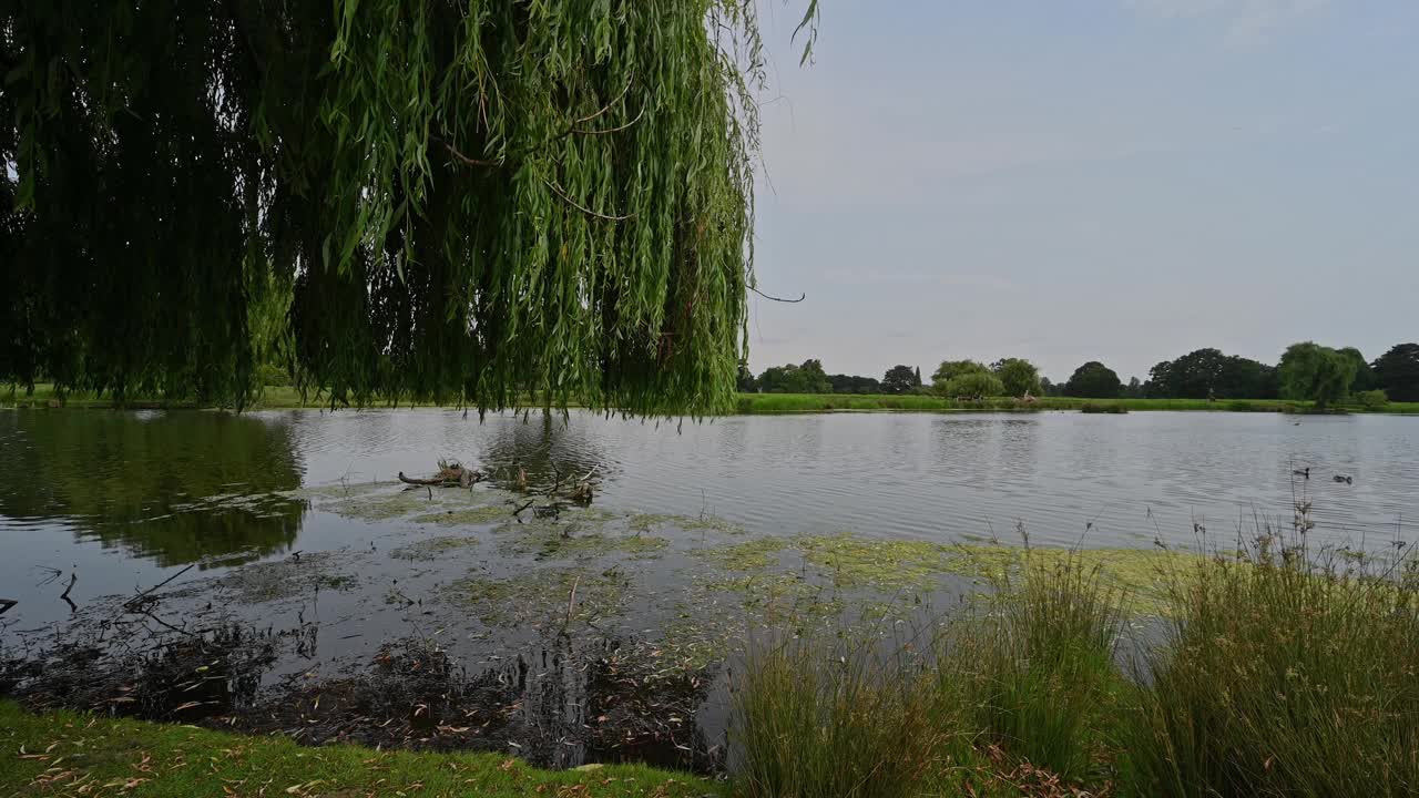 平静的水域在苍鹭池塘在灌木丛公园-英国伦敦视频素材