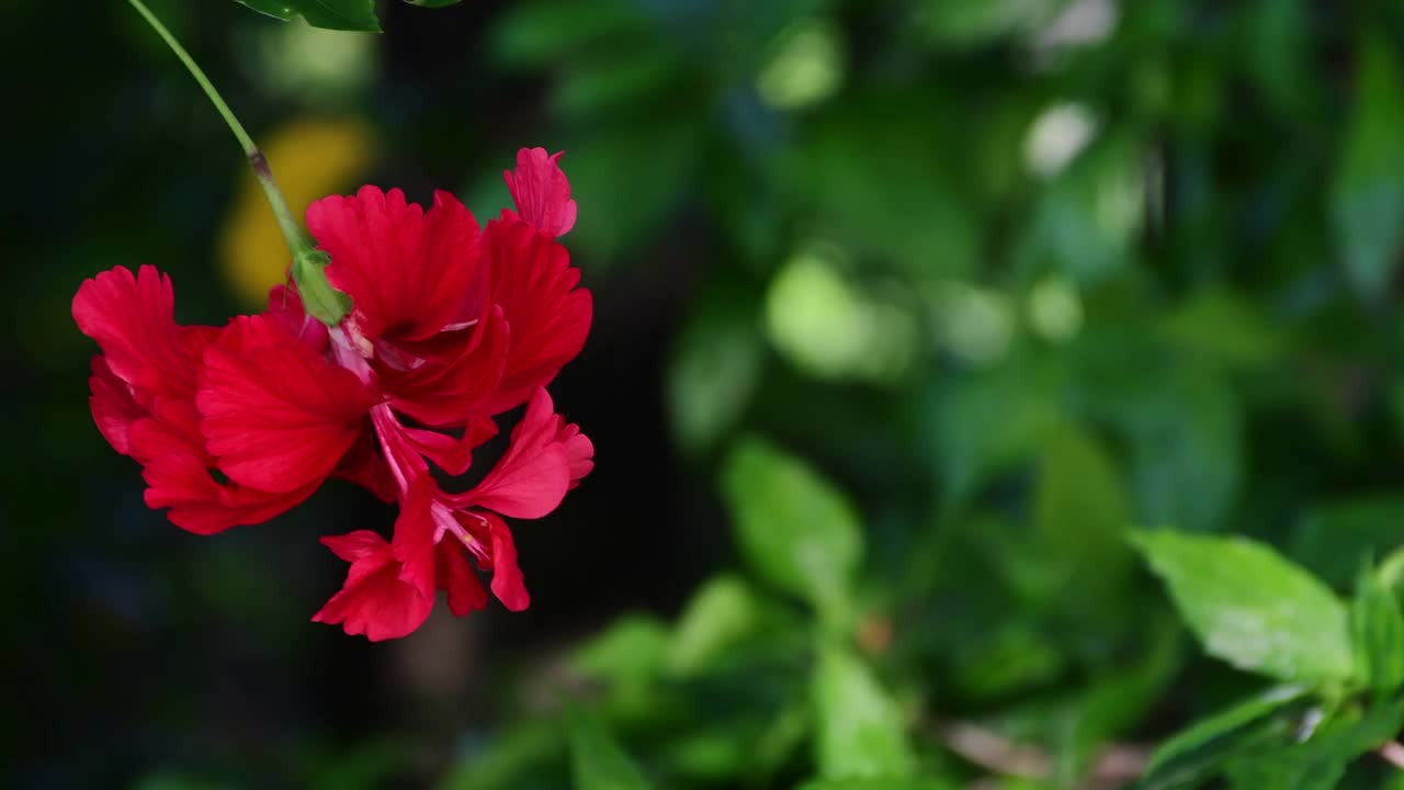 热带芙蓉花盛开在自然背景视频素材