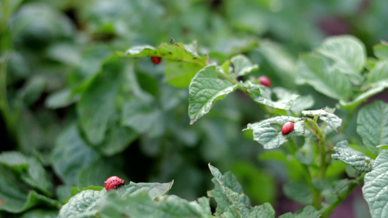 马铃薯叶片上的科罗拉多甲虫幼虫会破坏马铃薯植物，并对农场造成巨大破坏。有选择性的重点。长在叶子上的瘦毛蜥。对农业有害。视频素材