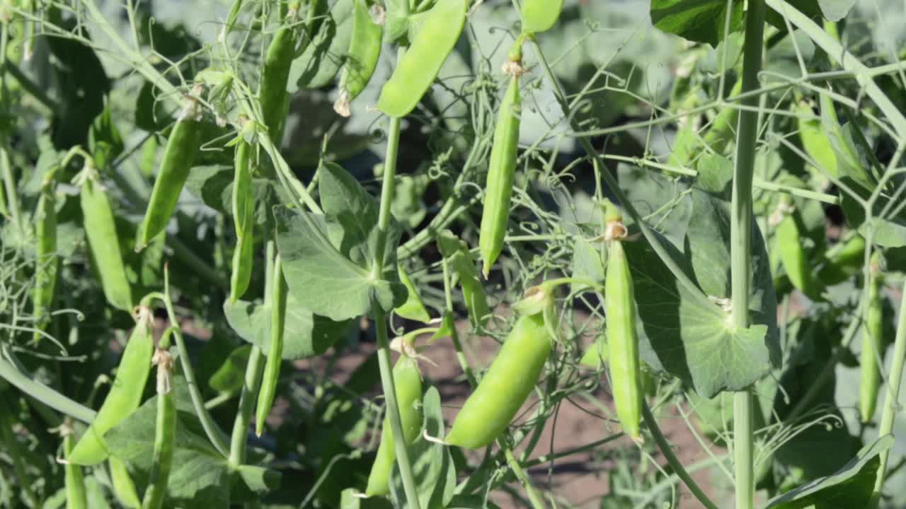 花园里有许多带豆荚的豌豆苗。生长在夏天花园里的糖豆，绿叶，嫩枝和豆荚。有机园艺。花园里的绿豌豆。自然的自然背景。视频素材