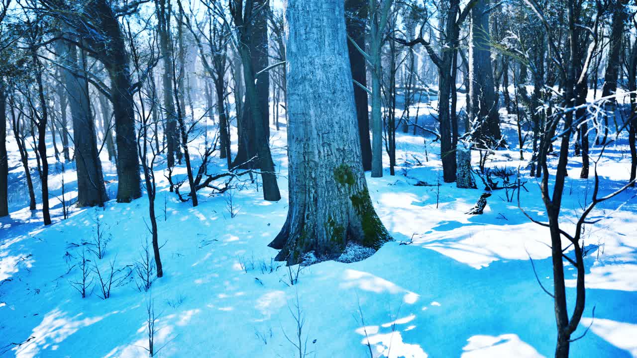 松树林的冬季景观，阳光透过树木视频素材