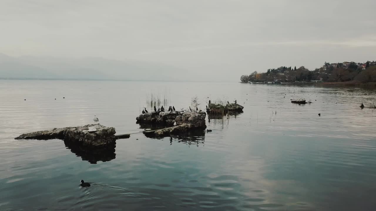 湖景和鸟类
湖景和鸟类视频素材