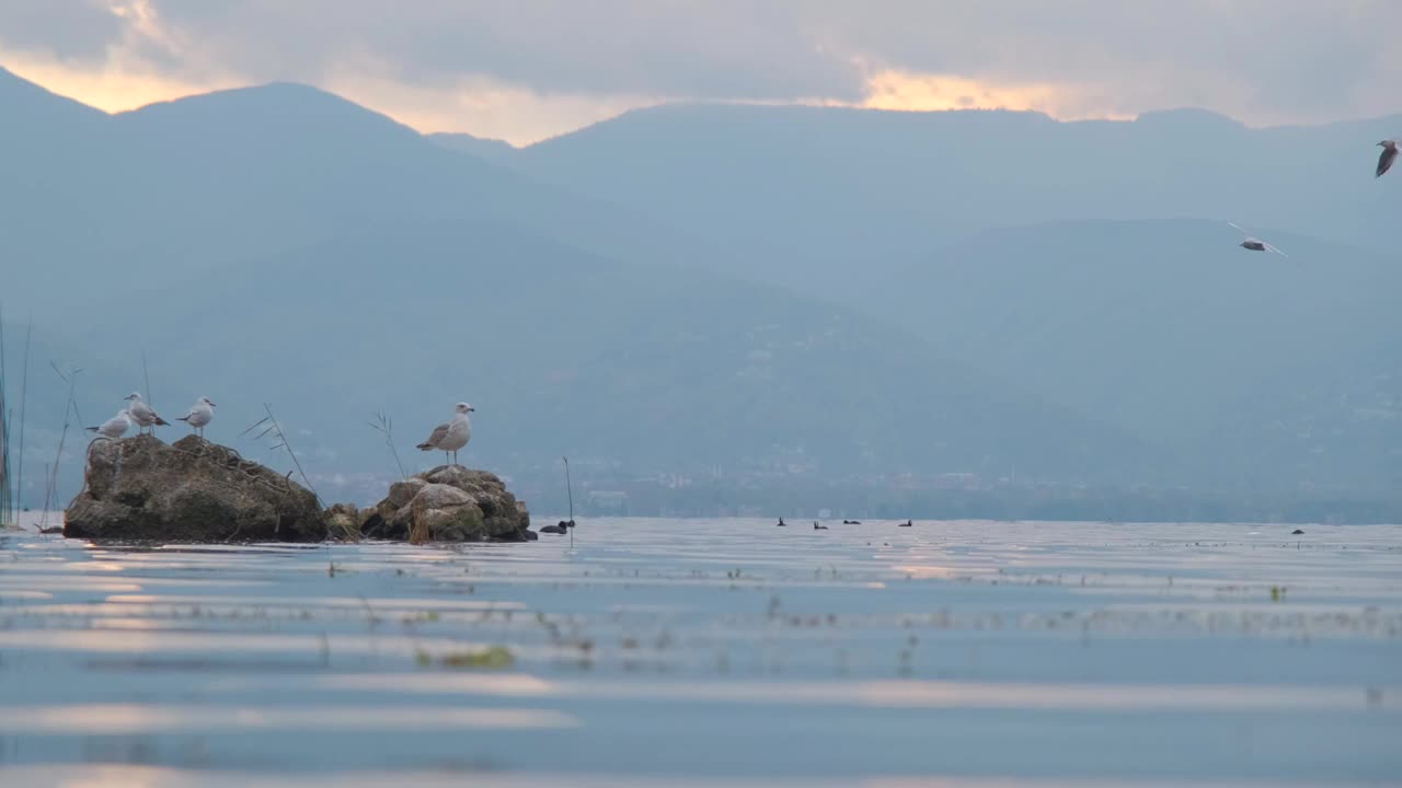 湖景和鸟类
湖景和鸟类视频素材