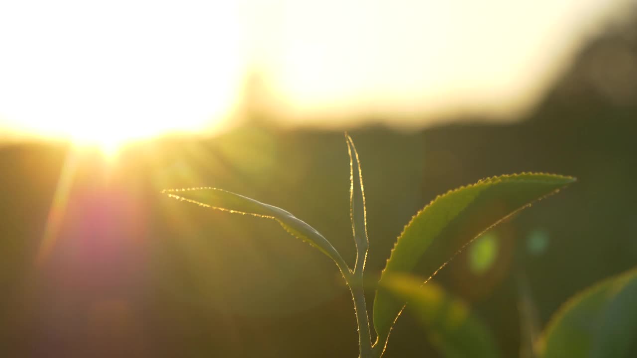 有机农场阳光下的绿茶树叶子。夏日清晨，新鲜嫩芽的草本农场。阳光绿树茶树。早晨，树茶树绿植自然视频素材