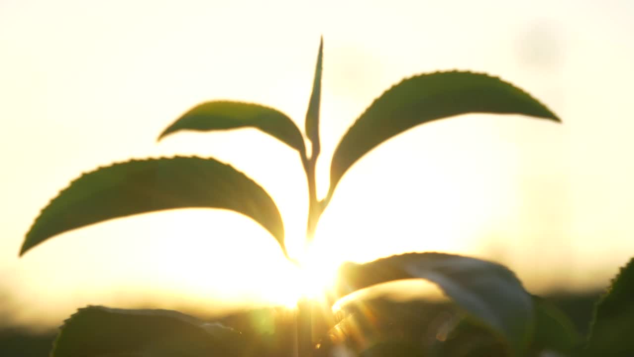 有机农场阳光下的绿茶树叶子。夏日清晨，新鲜嫩芽的草本农场。阳光绿树茶树。早晨，树茶树绿植自然视频素材