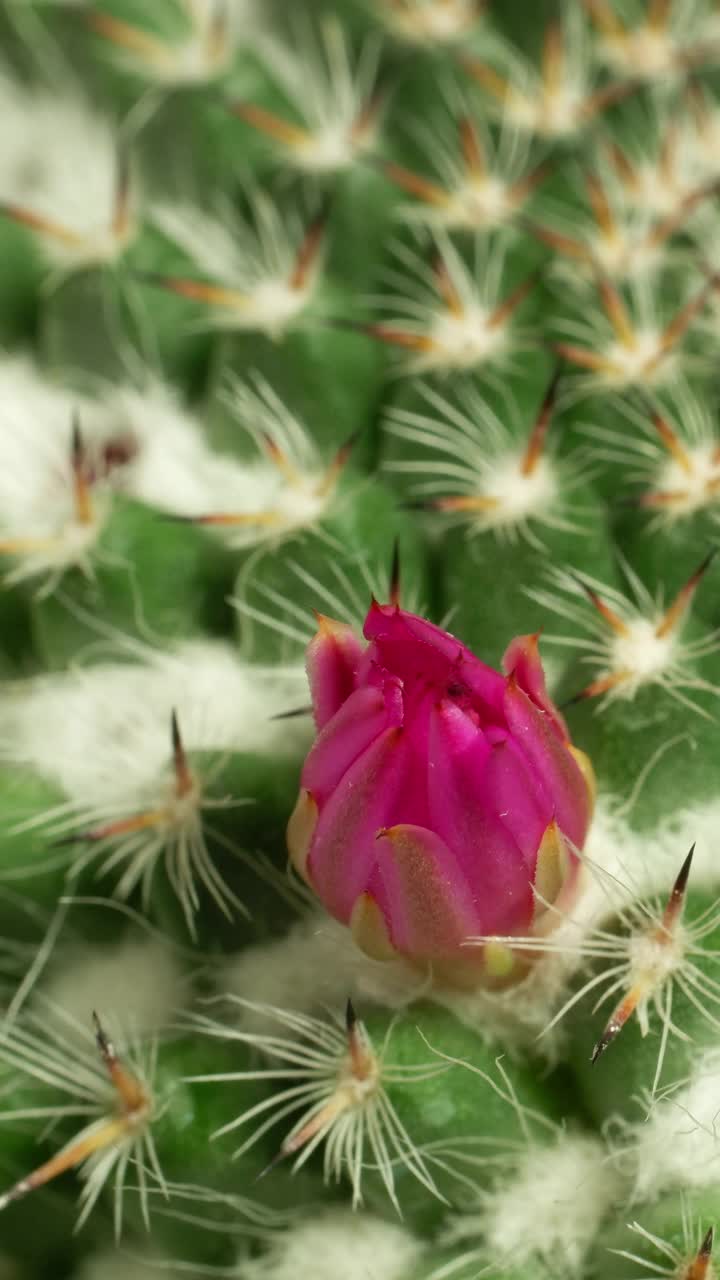 仙人掌花盛开垂直延时视频。视频素材