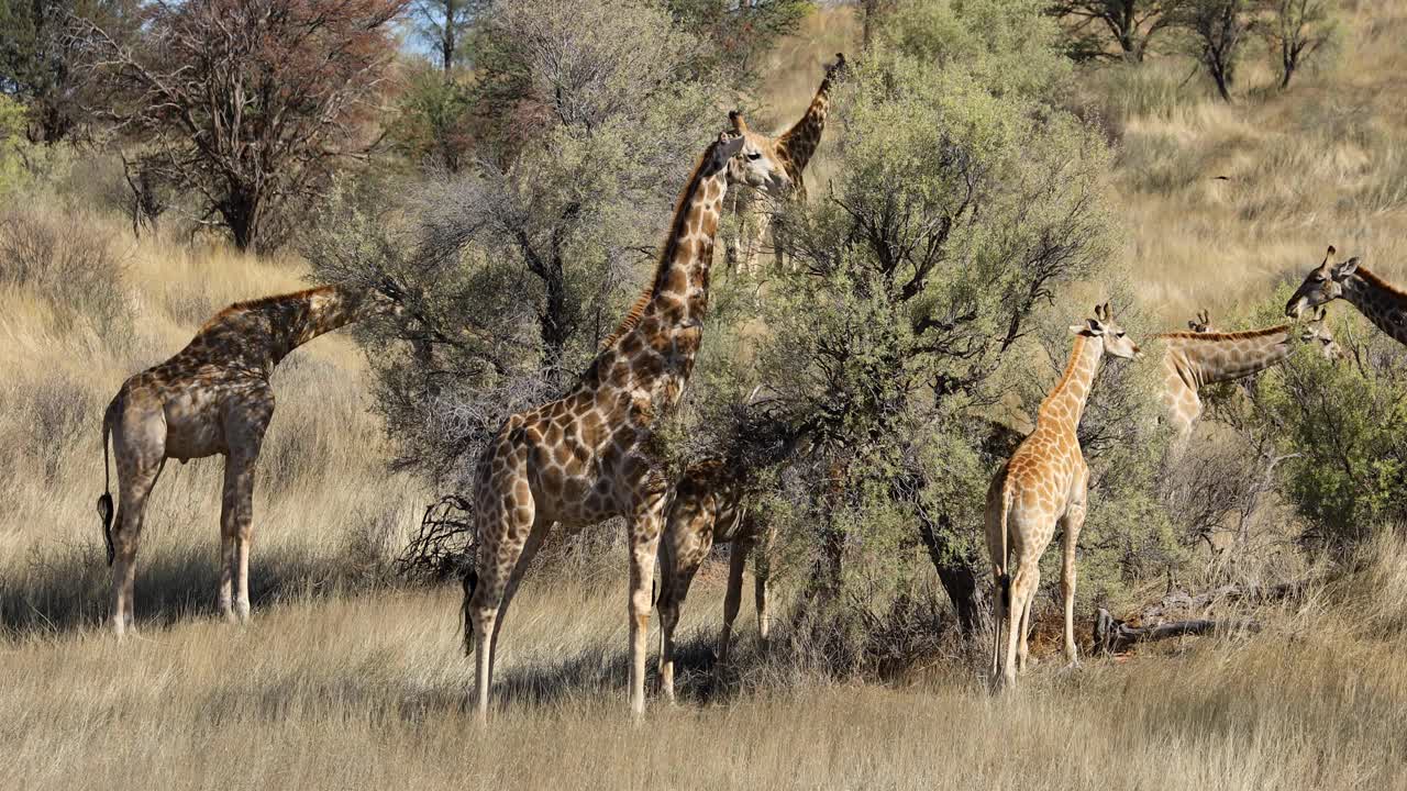 长颈鹿(Giraffa camelopardalis)吃荆棘树，卡拉哈里沙漠，南非视频素材