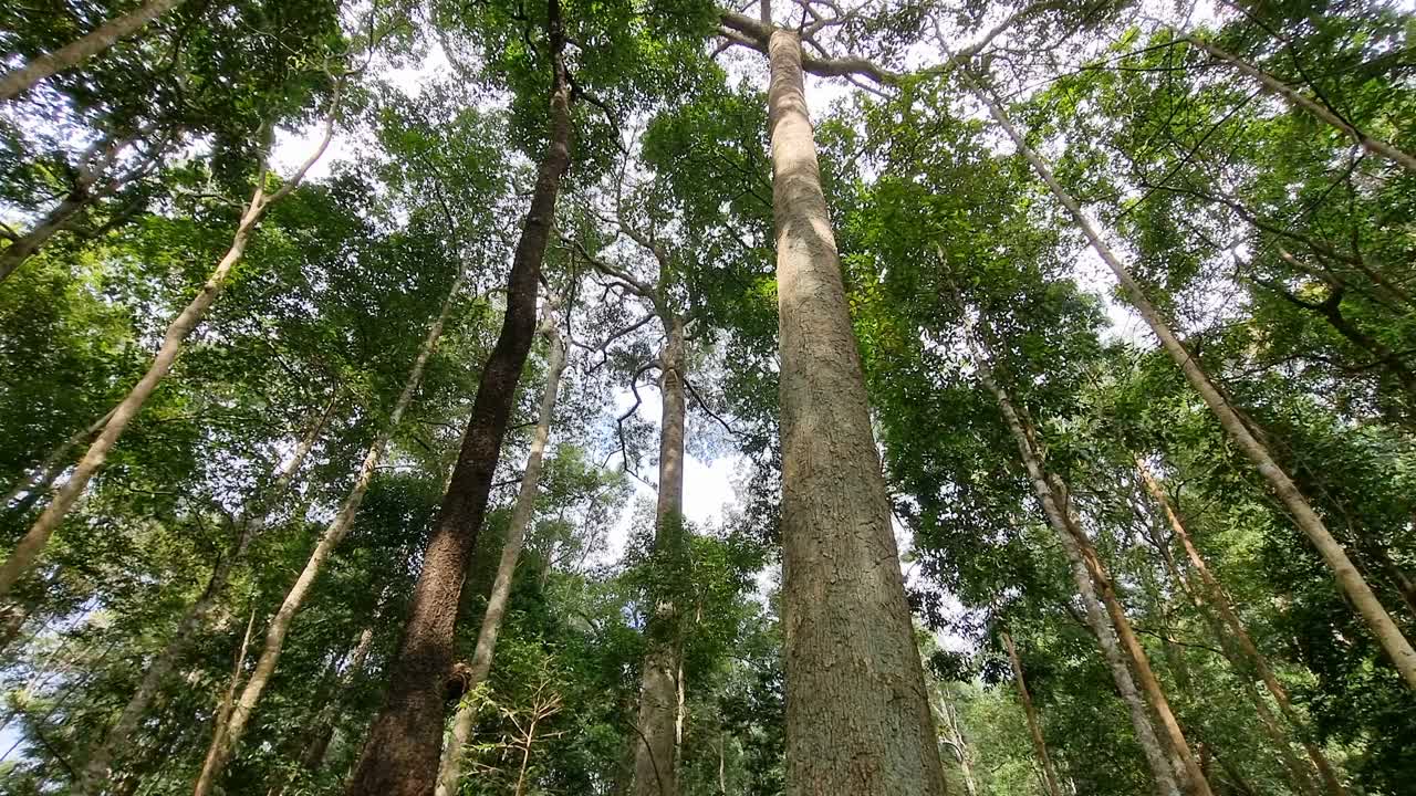 雨林中的大树视频素材