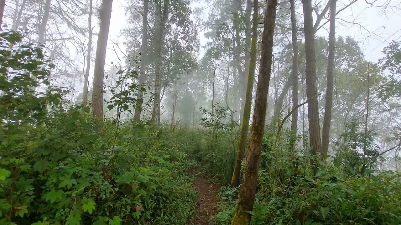 雾中的雨林视频素材