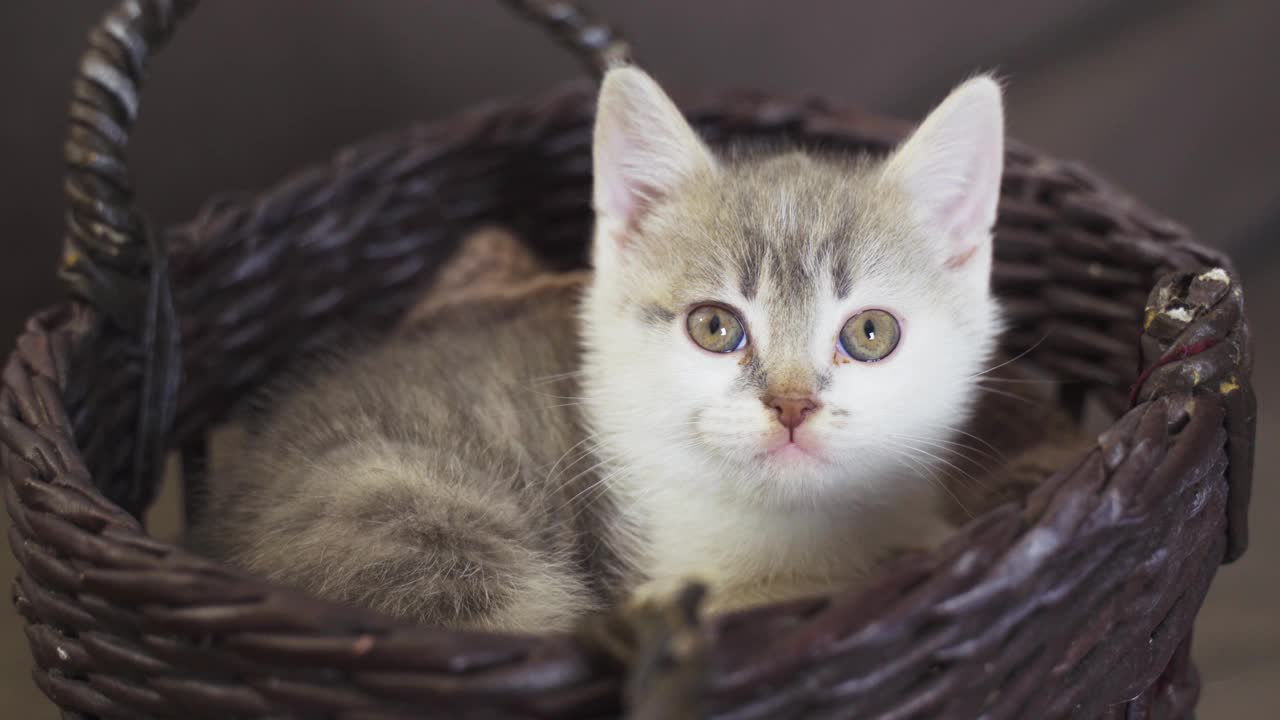 一只可爱的浅灰色小猫躺在篮子里的肖像。视频素材