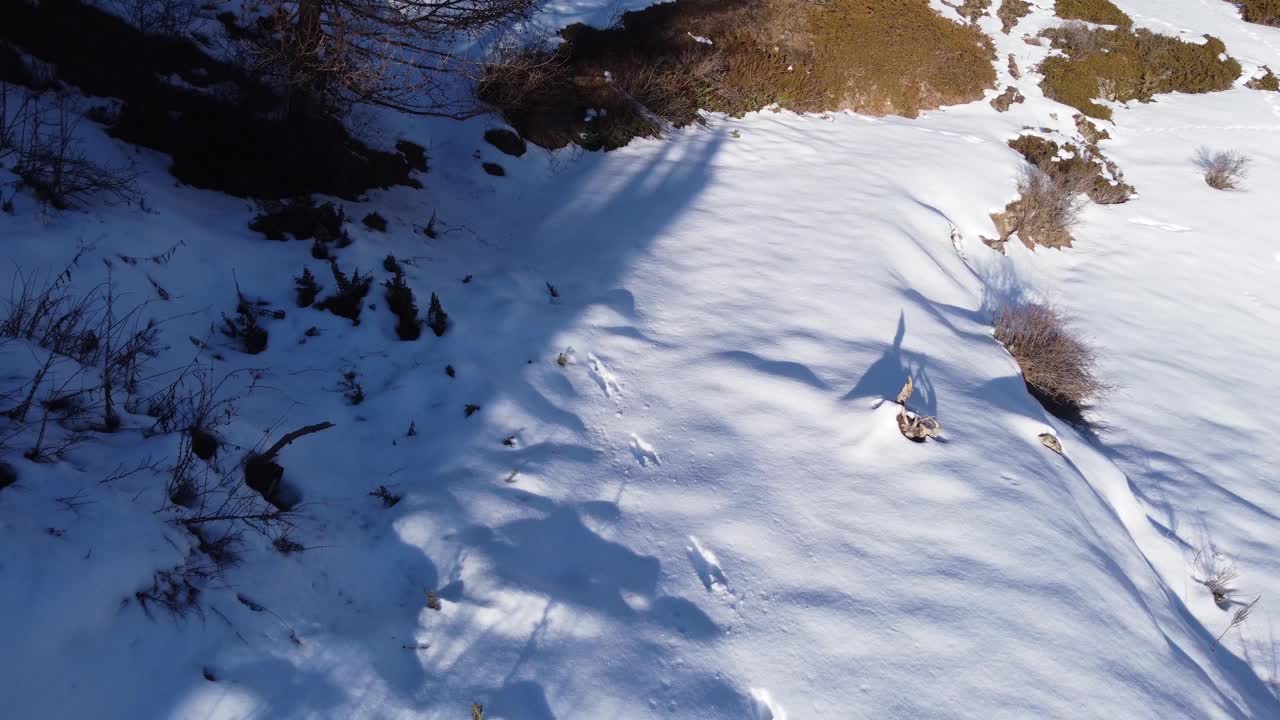 雪中的痕迹，多变的野兔视频素材