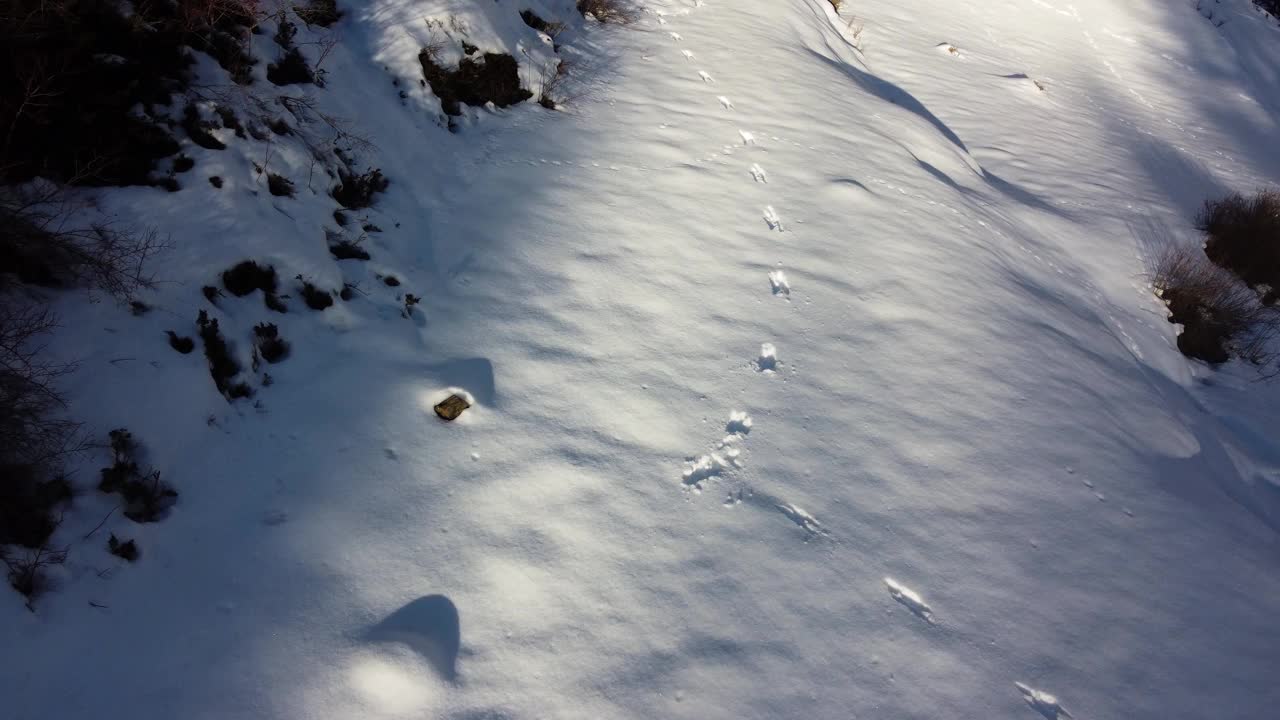 雪中的痕迹，多变的野兔视频素材