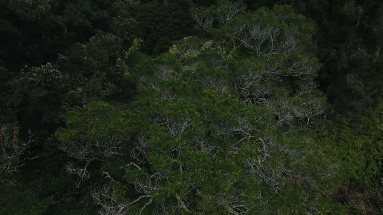 热带丛林雨林的鸟瞰图视频下载