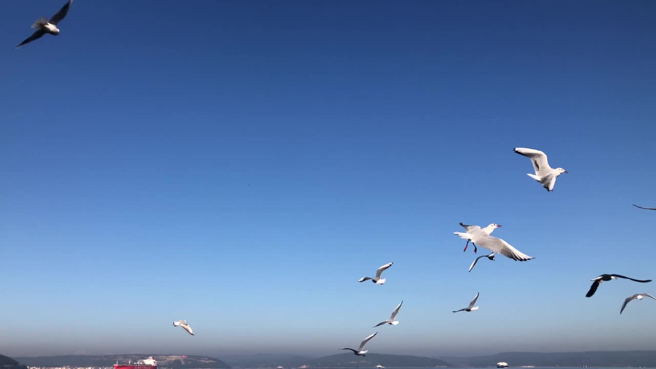 海鸥在海面上飞翔视频素材