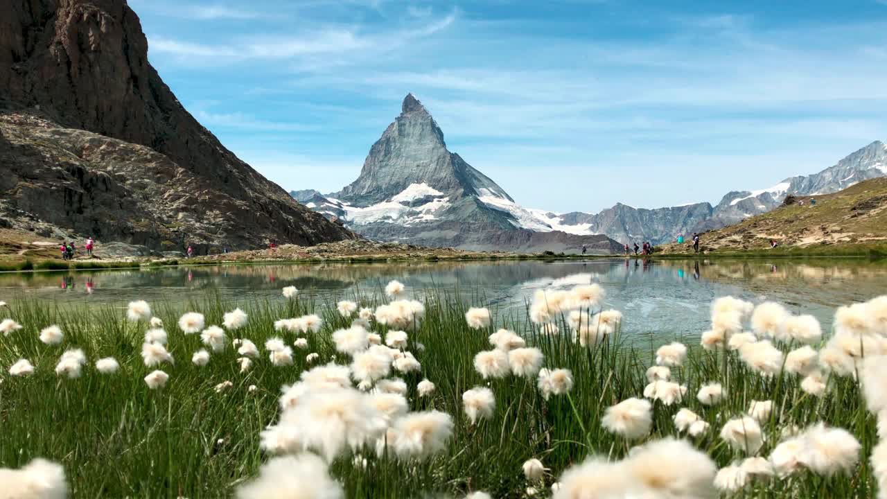 马特洪峰全景反映在里弗尔湖周围的棉花花视频素材