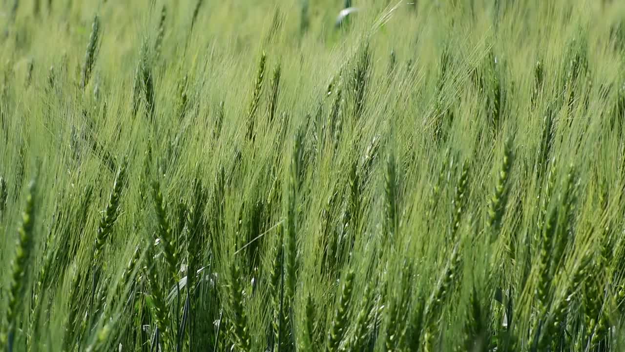 田野里的绿色小麦视频素材