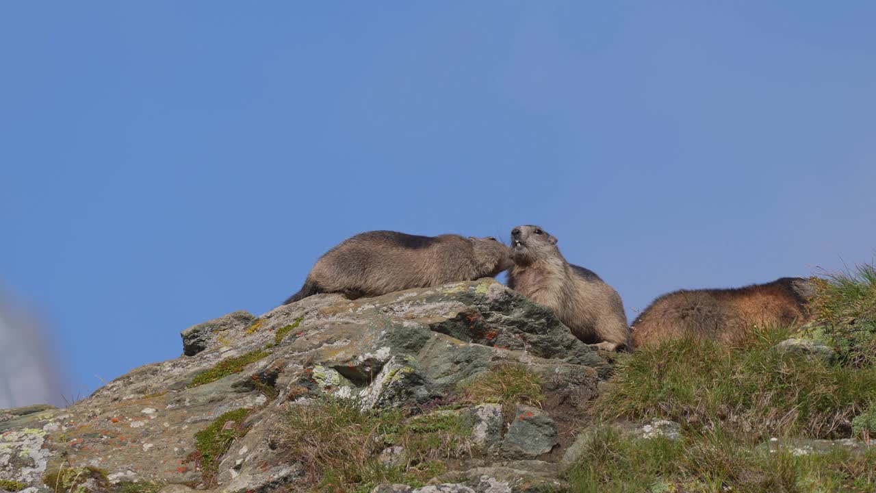 土拨鼠(Marmota Marmota)，山里的两只小动物视频素材