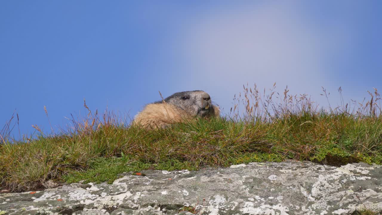 土拨鼠(Marmota Marmota)，山地视频素材