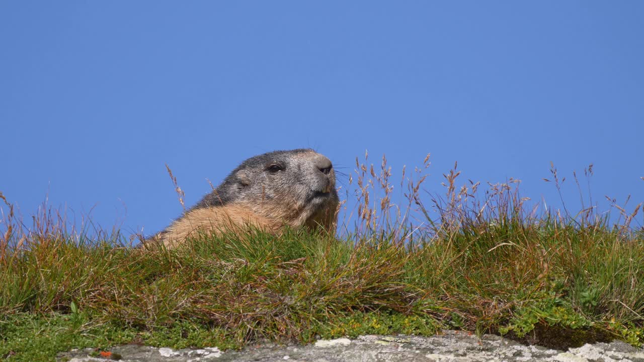 土拨鼠(Marmota Marmota)，山地视频素材