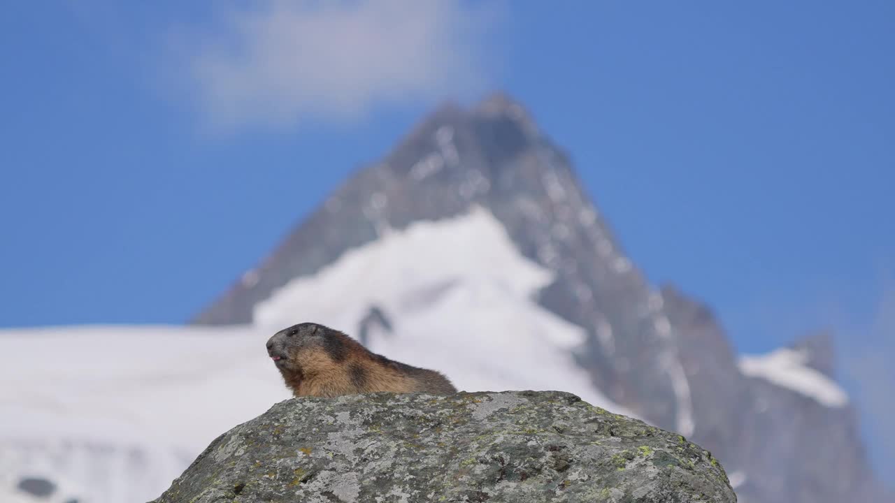 土拨鼠(Marmota Marmota)，成年与大格洛克纳山视频素材